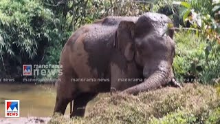 അതിരപ്പിള്ളിയില്‍ മസ്തകത്തില്‍ പരുക്കേറ്റ ആനക്ക് മയക്കുവെടിവച്ചു | Athirappilly