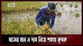 প্রশাসনের তদারকিতে হাওরে চলছে ধান কাটা | Haor | News | Ekattor TV