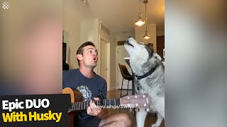 Musician performs an EPIC duet with his husky | Singing Husky