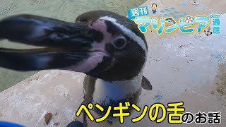 週刊マリンピア通信　＃44 ペンギンの舌のお話