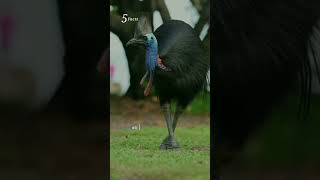 ক্যাসওয়েরি একটি বড় উড়ন্তহীন পাখি।#shorts #animalshorts #cassowary