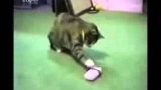 Funny Animals- Funny Videos-Best Funny Compilation On Youtube