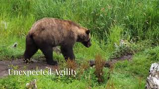 The Majesty of the Grizzly Bear ~ Interesting Facts