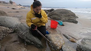 渔家妹赶海撞见海货成对交配，这场景连老渔民都没见过，太刺激了