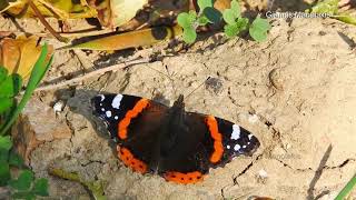 Πεταλούδες τού Φθινοπώρου στην Χίο.Butterflies of Autumn in Chios Island,Greece