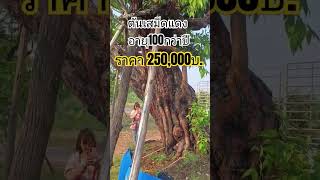 ต้นเสม็ดแดง อายุ 100กว่าปี