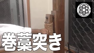 巻藁突きと小手鍛え｜makiwara training【沖縄空手／karate】