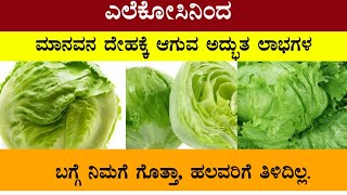 ಎಲೆಕೋಸಿನಿಂದ ಮಾನವನ ದೇಹಕ್ಕೆ ಆಗುವ ಅದ್ಭುತ ಲಾಭಗಳ ಬಗ್ಗೆ ನಿಮಗೆ ಗೊತ್ತಾ, ಹಲವರಿಗೆ ತಿಳಿದಿಲ್ಲ.