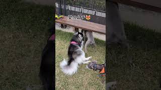 愛情表現が止まらないイッヌ#ポンスキーのラン#オフィス犬#ポンスキー#ハスキー#犬  #pomeranian #husky #dog #funny #cute