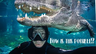 Swimming with alligators! How is this possible?! EXPLAINED