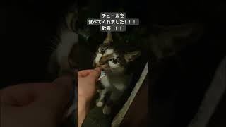 猫たんとゼロ距離！チュールを食べてくれた🐱#野良猫