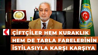 Çiftçiler hem kuraklık hem de tarla farelerinin istilasıyla karşı karşıya