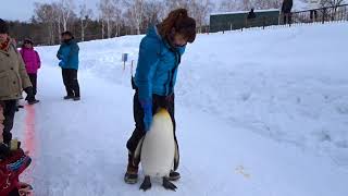 20170211旭川旭山動物園-淘氣企鵝不想回家