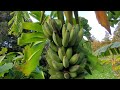 banana subtropical planting