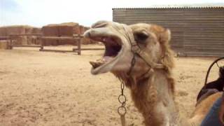 Angry Camel!