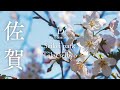 [桜ドローン撮影4K] 佐賀県多久市西渓公園｜桜ドローンプロジェクト