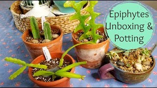 Epiphytes Unboxing and Potting (Mountain Crest Gardens)