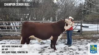 Agribition Evolution Series - Hereford Bull Champions