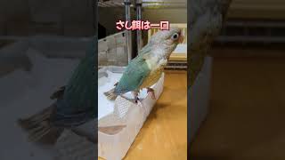 ウロコとマメ 2024 12 1 1230 #ウロコインコ #マメルリハインコ #インコ