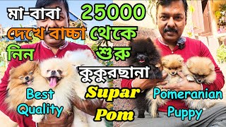 Biggest Pomeranian Kennel in West Bengal । Home Breed Puppies Sell । Dog Market in Kolkata