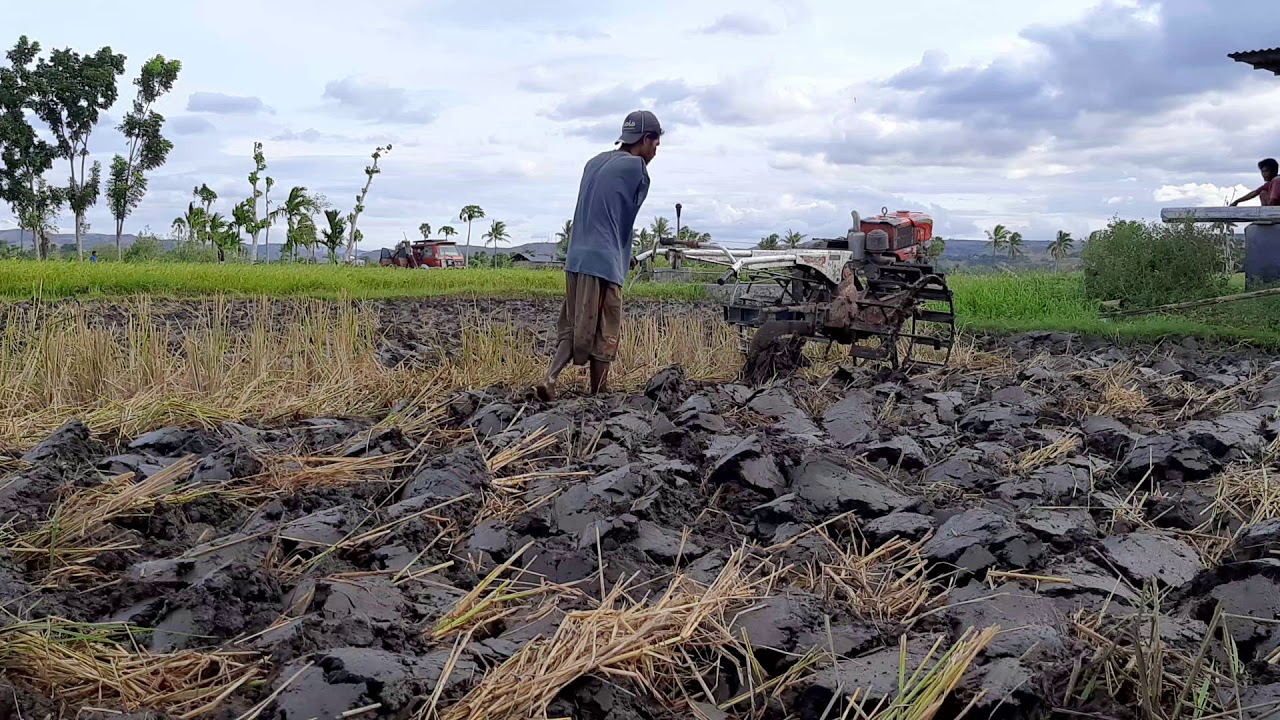 Cara Bajak Sawah Dgn Benar. - YouTube