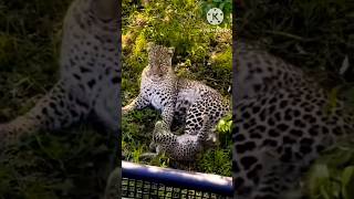 mother jaguar with her cub #animals