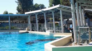 Makani, Kalia, and Amaya baiting birds Part 1 - Seaworld San Diego Sept 14, 2016