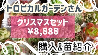 【多肉植物】トロピカルガーデンサン　クリスマスセット開封