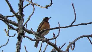 Varied thrush singing