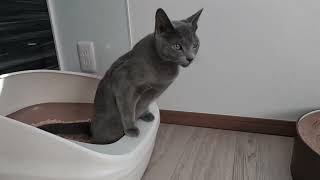 【ロシアンブルー】おトイレをするうちの猫の、砂かきが下手すぎて可愛すぎた（笑）