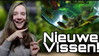 SUCCES met NIEUWE Vissen? ALLES dat je moet weten! //Nickey//