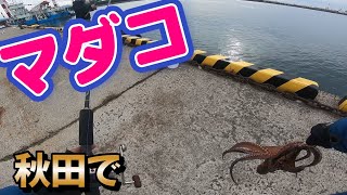 【エギング】タコエギでマダコ　　　octopus fishing