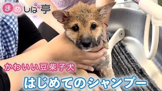 かわいい豆柴子犬✨はじめてのシャンプー！まめしば亭ブログ・vlog