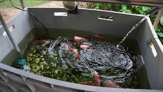 Commercialization Urbankit Aquaponic (Malaysia)