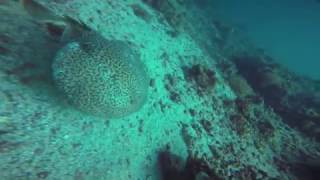 Electric ray stunning a fish - Khasab, Musandam