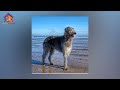 scottish deerhound breed profile history price traits deerhound grooming needs lifespan