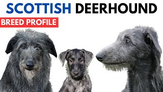 Scottish Deerhound Breed Profile History - Price - Traits - Deerhound Grooming Needs - Lifespan