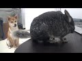 【チンチラ】【豆柴】チンチラをストーカーする犬　dog stalking chinchilla