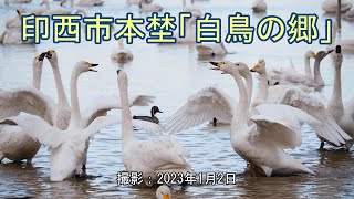 印西市本埜「白鳥の郷」 [4K]  Motono, Inzai City \