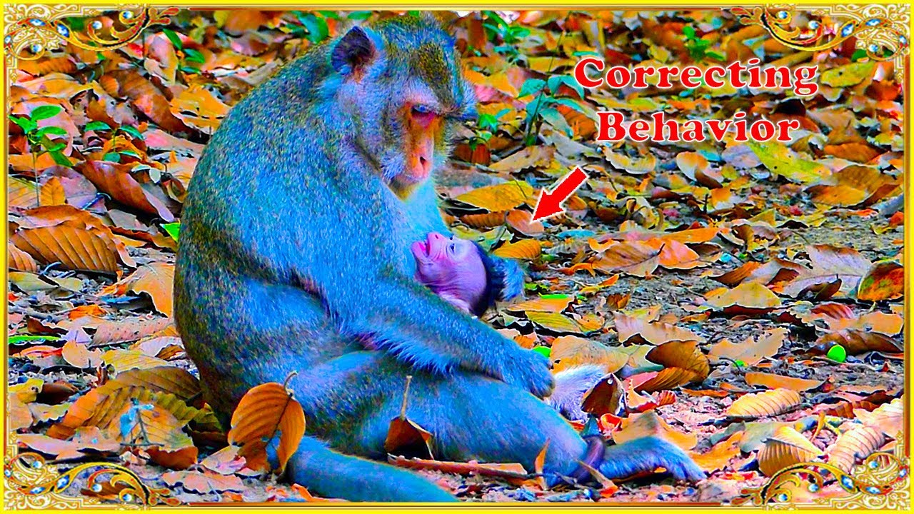 Mother Monkey Anna Correcting Behavior To Baby Arian Youtube