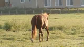 キララ2014年9月3日撮影