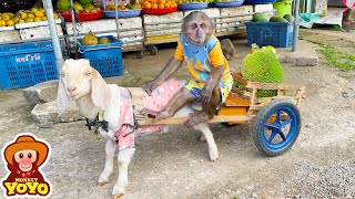 YoYo JR takes goat to harvest jackfruit sell and buy vegetables to make salad