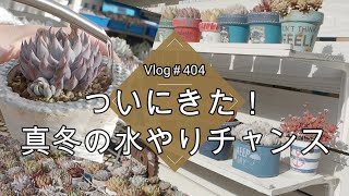 【Vlog404】【多肉植物】ついにきた！真冬の水やりチャンス🚿【多肉棚】【凍らせない水やり】