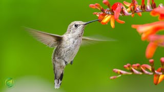 美しいリラックス音楽、穏やかなインストゥルメンタル音楽、シーニック リラクゼーションの「Spring Nature Sounds」