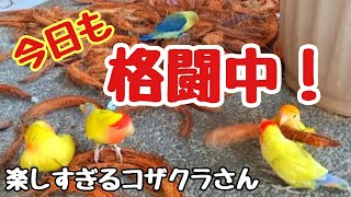 オカメインコ、コザクラインコ、ボタンインコ放鳥中💞まだ片付かないココナッツの皮に興奮して遊んでます😄