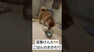 【かわいい】豆柴けんた、ごはんのおかわりアピール🐶