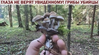 ❗ ГЛАЗА НЕ ВЕРЯТ УВИДЕННОМУ!👉ГРИБЫ ПАРАЗИТЫ.💥СБОР ЦЕЛЕБНОЙ ЧАГИ. Грибы 2024