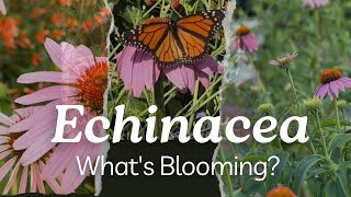 Echinacea Backyard Garden Tour #244