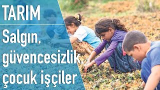 Çocuk işçiler, salgın, güvencesiz hayat: Mevsimlik işçiler başka bir dünyada yaşıyor