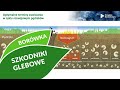 Szkodniki sytemu korzeniowego w uprawach borówek - Kongres Borówkowy 2.02.21r. | Agrosimex